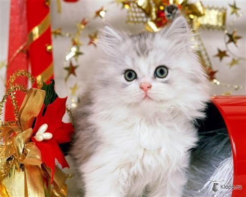 chat noel