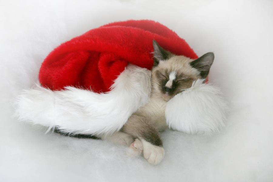 Chat Noel